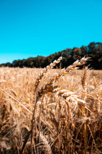 Close-up of wheat field against clear blue sky