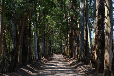 View of bamboo trees in forest