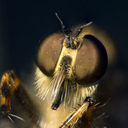Close-up of insect