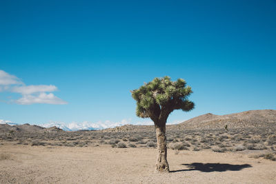 Trees on desert against blue sky