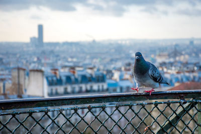 Seagull perching on railing against cityscape