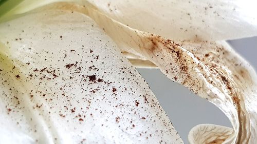 High angle view of bread in plate