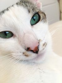 Close-up portrait of a cat