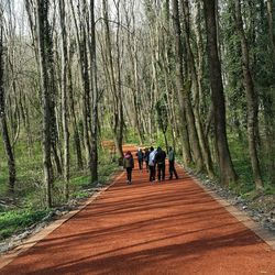 Rear view of people walking in forest