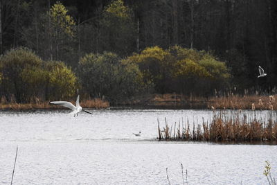 Birds flying over lake