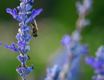 Close-up of bee pollinating on purple flower