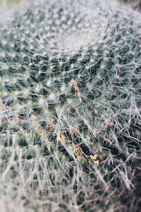 Close-up of cactus