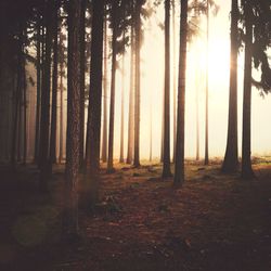 Trees in forest