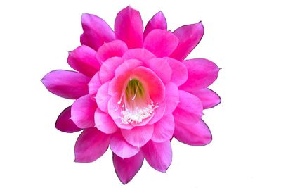 Close-up of pink flower over white background