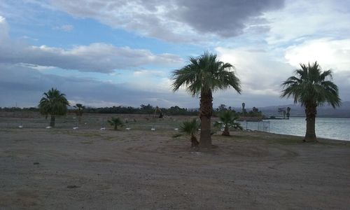 Palm trees on beach