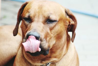 Close-up of a dog