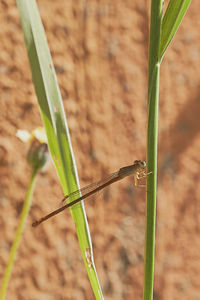 Close-up of lizard on grass