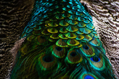 Close-up of peacock