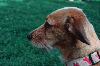 Close-up of dog looking away