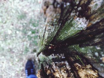 Close-up of plant