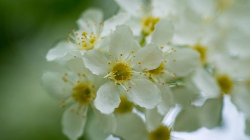 Close-up of flowers