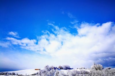 Snow covered trees against blue sky