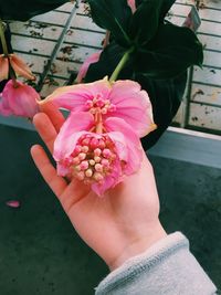 Close-up of hand holding pink flower