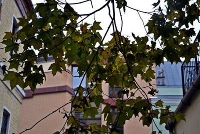 Trees by sea against sky