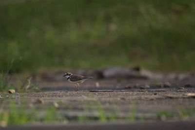 Bird perching on a field