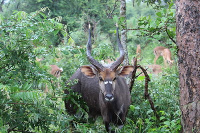 Portrait of deer in the forest
