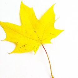 Close-up of leaf over white background