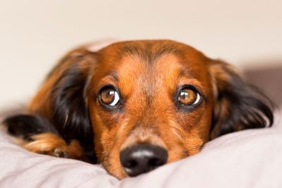 Close-up portrait of dog