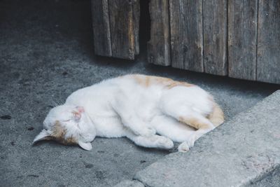 Cat sleeping at doorway