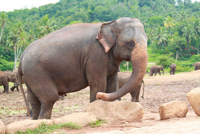 Asian elephant in pinnawala elephant orphanage 