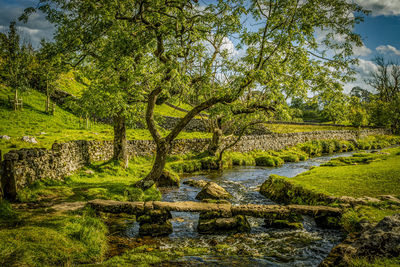 Scenic view of river amidst trees