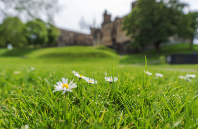 Close-up of flowers blooming on field