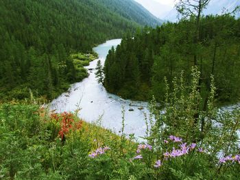 Scenic view of waterfall in forest