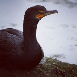 Close-up of bird against blurred background