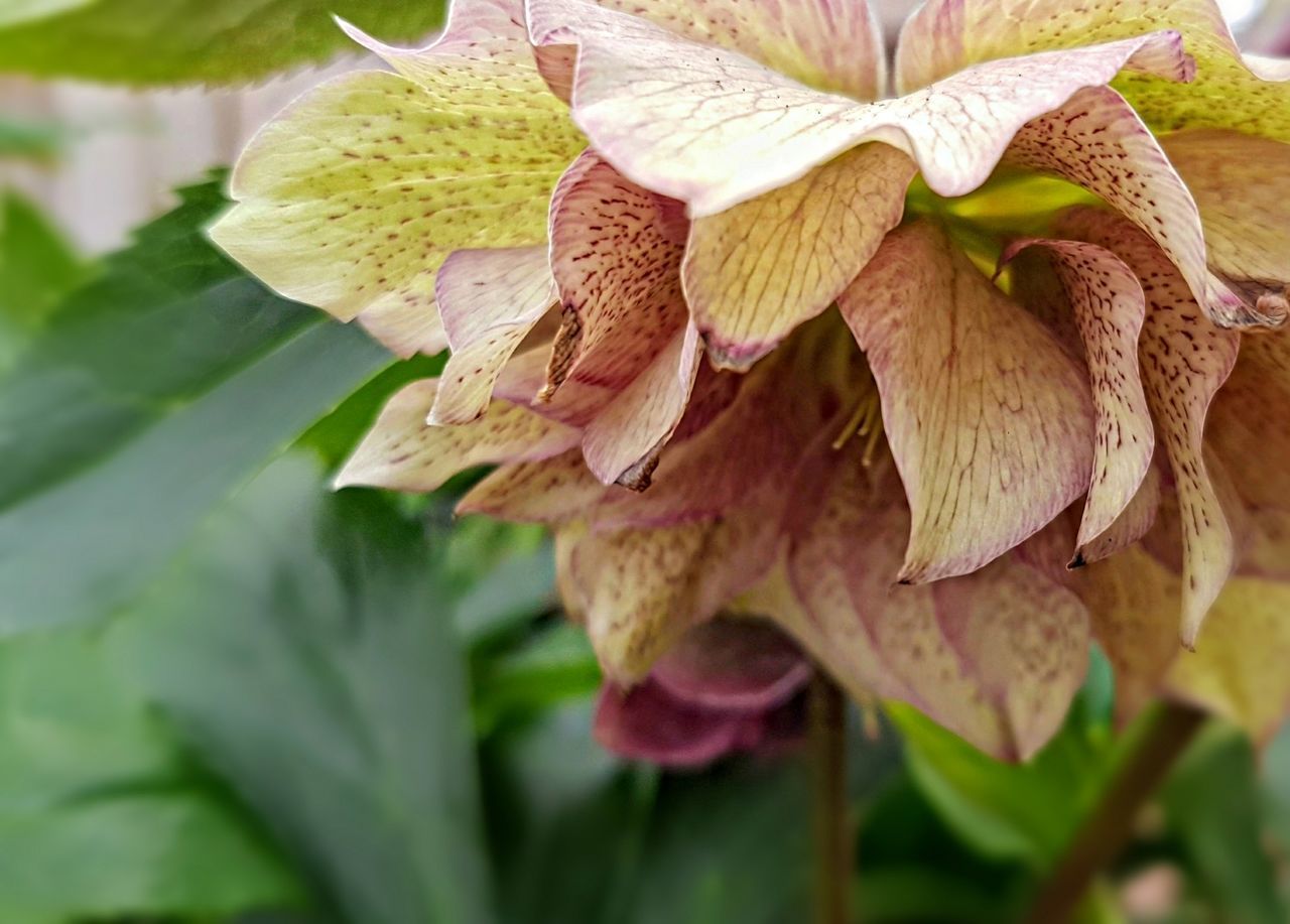 CLOSE-UP OF FLOWERS