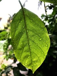 Close-up of raindrops on leaves