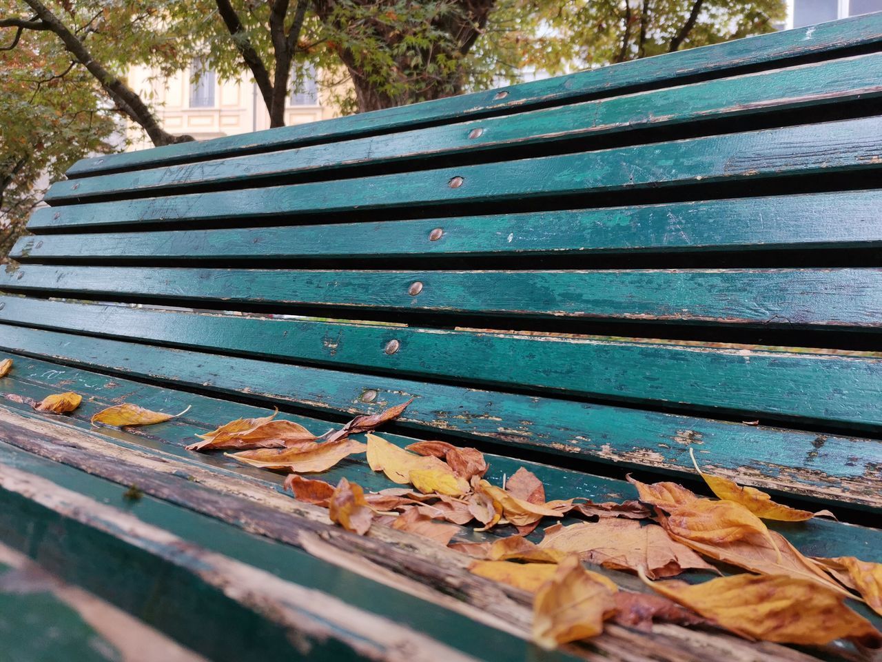 HIGH ANGLE VIEW OF FALLEN LEAVES IN PARK