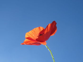 Low angle view of orange flower against blue sky