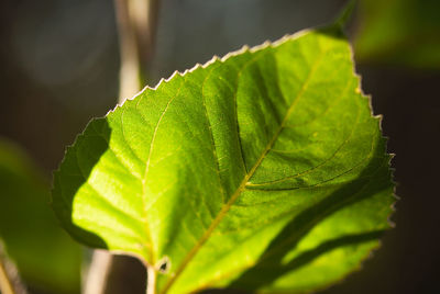 Close-up of green leaves