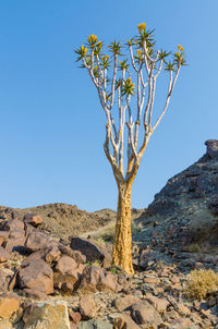 Bare tree against clear blue sky