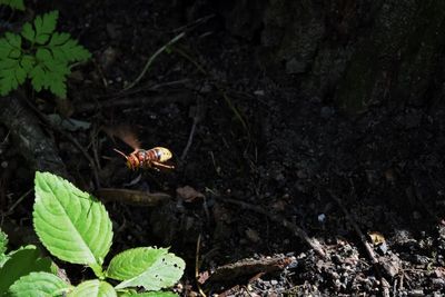 High angle view of insect on plant