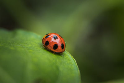 Close-up of ladybug on leaf