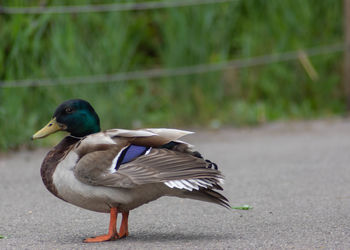 Side view of a duck