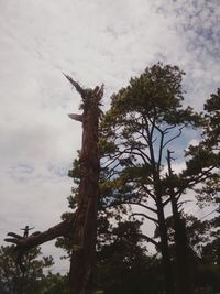 Low angle view of tree against sky