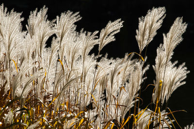 Close-up of stalks in field