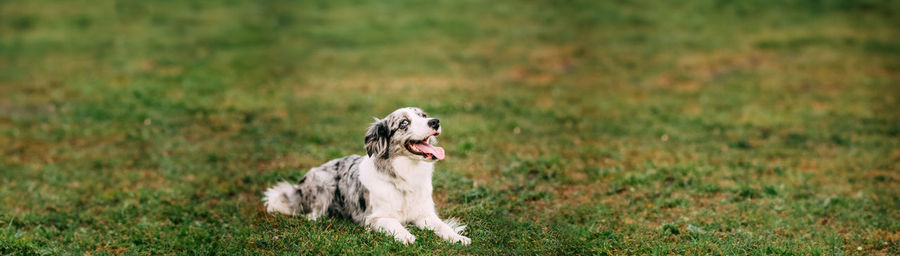 Dog running on field