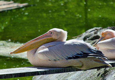 Close-up of pelican on lake