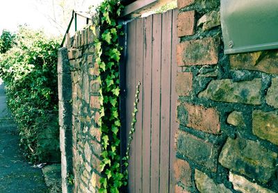 Plants growing in front of wall