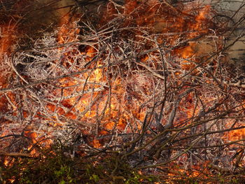 Close-up of orange sky