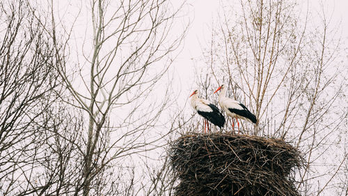 Bird perching on bare tree