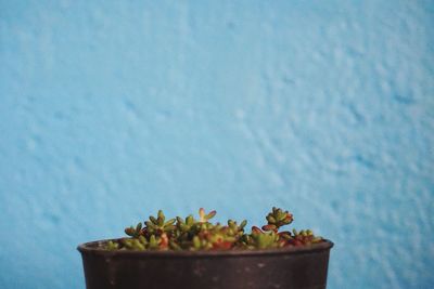 Close-up of potted succulent plant against blue wall